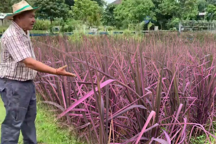 พลิกสวนยางสู่ทุ่งนาเงินล้าน "ปลูกข้าวสีชมพู"แลนด์มาร์กสีสันแห่งใหม่เมืองตรัง