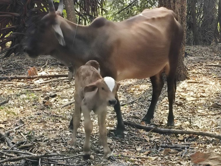 ฮือฮาทั้งตำบล! ลูกวัวหน้าผากรูปใบโพธิ์–ปลายหางขาวเข้าตำรา”พญาวัว”ไม่เคยพบในรอบ 20 ปี