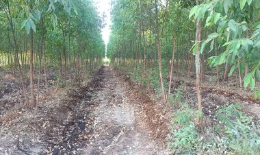 ชาวกบินทร์บุรีโวยนายทุนลักลอบขนน้ำเสียรง.รดร่องสวนยูคาฯใกล้หมู่บ้านส่งกลิ่นเหม็นคลุ้ง