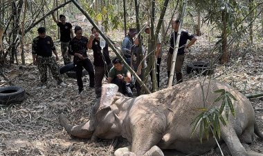 สุดยื้อ! แม่ช้างป่าบาดเจ็บที่สระแก้วล้มแล้ว หลังทีมสัตวแพทย์ระดมกำลังช่วย 3 วันเต็ม