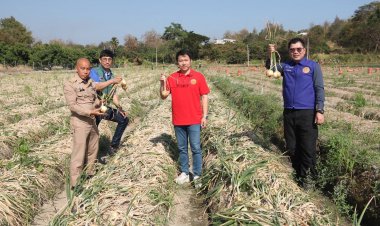 เกษตรเดือดร้อน!ผลผลิตหอมหัวใหญ่เชียงใหม่ล้น เร่งกู้วิกฤตราคาตกต่ำ