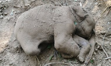 สุดเศร้า! แม่ช้างป่าเขาใหญ่ตกลูกใกล้แนวเขตป่าติดสนามกอล์ฟลูกช้างล้มตามธรรมชาติ
