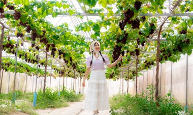 หนึ่งเดียวในเมืองอุบลฯปลูกองุ่น"3 สี" มาตรฐานอิสราเอล สู่รายได้ยั่งยืน