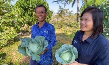 เกษตรกรชาวตรังโค่นต้นปาล์มปลูกกะหล่ำปลีพืชเมืองหนาวได้ผลดีไม่พอขาย