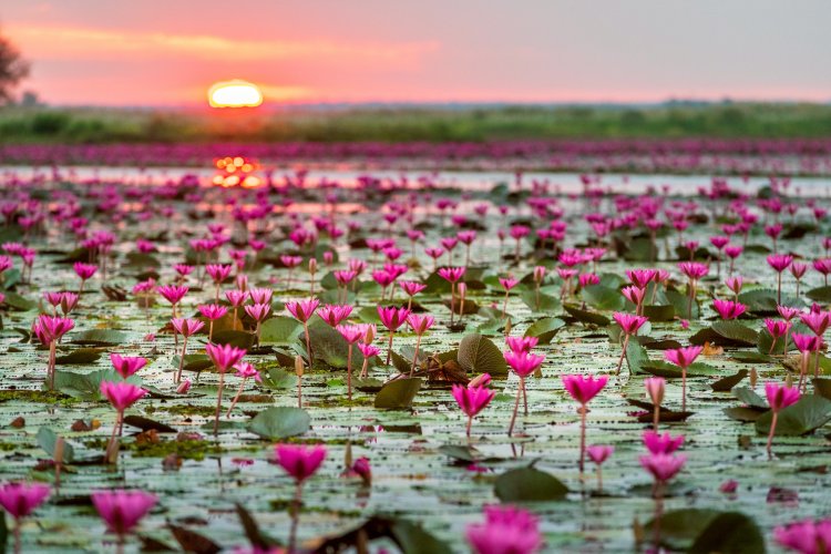 ททท. ชวนปักหมุดแลนด์มาร์ค  เที่ยวตามรอย “ลิซ่า” Amazing Thailand Ambassador