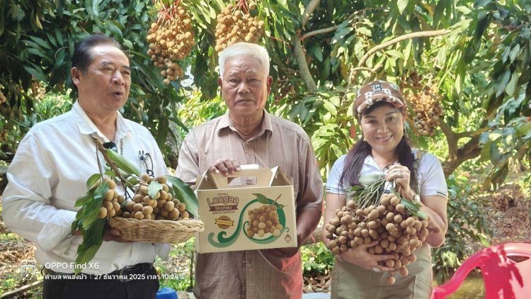 เปิดสูตรเด็ด “น้ำหมักชีวภาพ” ดันลำไยพวงทองบ้านแพ้ว หวานกรอบ เนื้อแน่น สร้างมูลค่าเพิ่ม