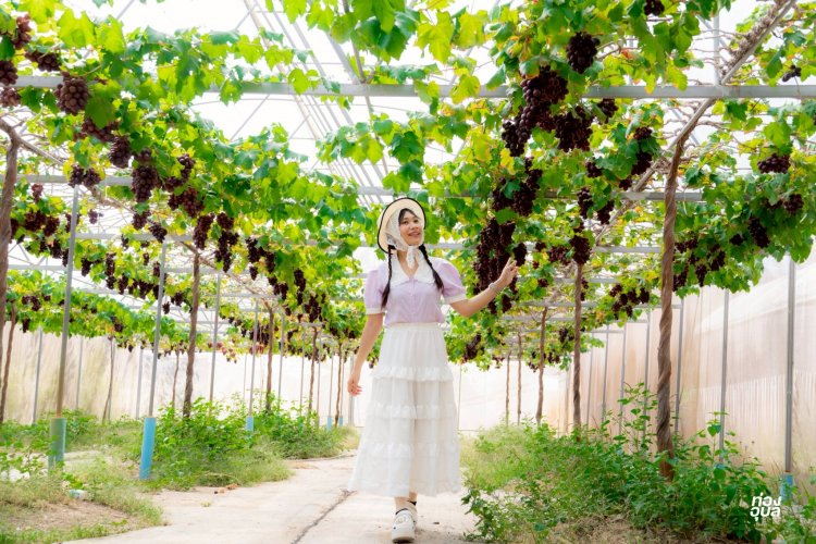 หนึ่งเดียวในเมืองอุบลฯปลูกองุ่น"3 สี" มาตรฐานอิสราเอล สู่รายได้ยั่งยืน