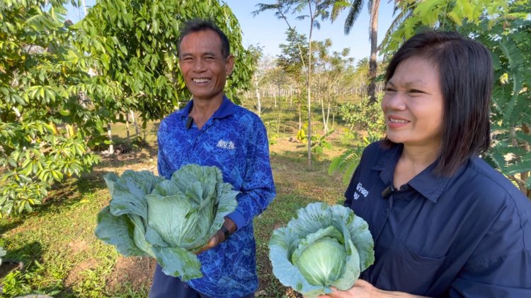 เกษตรกรชาวตรังโค่นต้นปาล์มปลูกกะหล่ำปลีพืชเมืองหนาวได้ผลดีไม่พอขาย