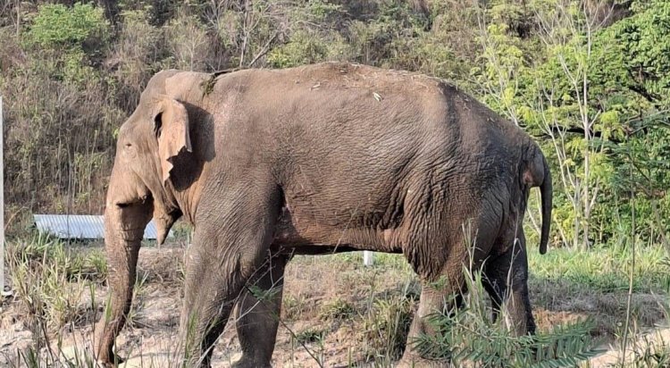 กรมอุทยานฯเผยตรวจพบ "พลายด้วน"เป็นฝี ไม่ใช่ขยะพลาสติก เตรียมให้ยาต่อเนื่อง