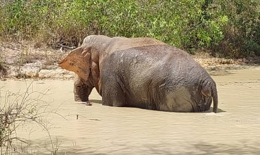 ทีมแพย์ฯเผย "พลายด้วนวนาลี"กินอาหารได้ปกติ แผลบวมโคนหาง-สนับงาเริ่มยุบลงแล้ว