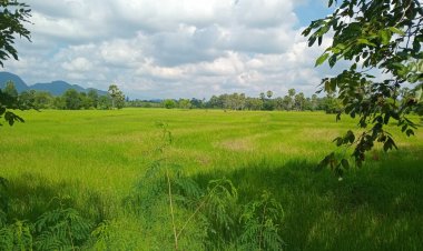 วิกฤตสงครามตะวันออกกลางดันต้นทุนภาคเกษตรพุ่ง 'ปุ๋ย-น้ำมัน-ขนส่ง'แพงหลอนแผนเพาะปลูกนาปรัง