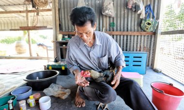 "ลุงสังวาล" เมืองปทุมฯ เปิดเคล็ดลับ “กราดน้ำไก่ชน” สูตรโบราณ เสริมพลังไก่แข็งแรงพร้อมชน