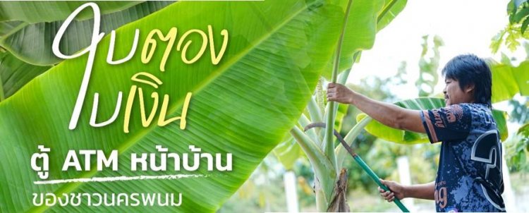 “ใบตอง ใบเงิน” เปลี่ยนกล้วยริมรั้วเป็นตู้ ATM หน้าบ้าน สร้างรายได้เกษตรกร 8,000–9,000 บาทต่อเดือน
