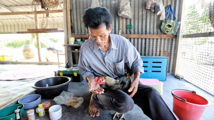 "ลุงสังวาล" เมืองปทุมฯ เปิดเคล็ดลับ “กราดน้ำไก่ชน” สูตรโบราณ เสริมพลังไก่แข็งแรงพร้อมชน