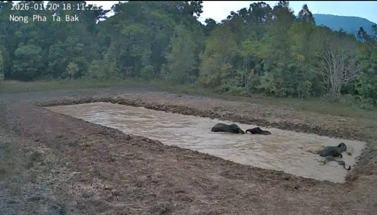 อุทยานฯ เขาใหญ่ชูโมเดล "แหล่งน้ำสัตว์ป่า"สู่ทุ่งเขาเขียว 2 แห่ง มุ่งลดปัญหาช้างป่าออกนอกพื้นที่