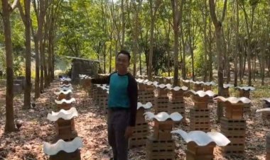 สัตว์เศรษฐกิจอีกทางเลือก!"ชันโรง" นักผสมเกสรตัวจิ๋ว สู่ขุมทรัพย์เกษตรไทย