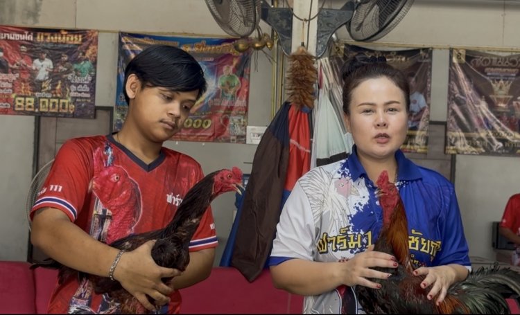 จากไก่บ้านสู่ไก่เงินล้าน! เปิดสูตรลับ "ฟาร์มตอง111" ปั้นสายพันธุ์เมียนมาราคาทะลุล้าน