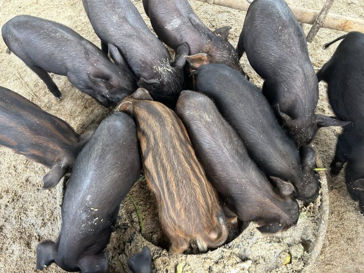 หมูป่า vs หมูบ้าน เลือกเลี้ยงแบบไหนให้คุ้มทุน ได้กำไรยั่งยืน