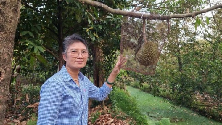 อากาศร้อนจัด-น้ำกร่อยรุกหนัก ทุเรียนนนท์วิกฤต ผลผลิตลด ต้นทุนพุ่ง ชาวสวนขาดทุนยับ