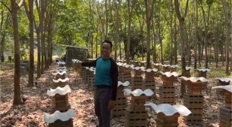สัตว์เศรษฐกิจอีกทางเลือก!"ชันโรง" นักผสมเกสรตัวจิ๋ว สู่ขุมทรัพย์เกษตรไทย