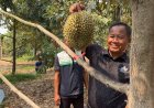 ไขข้อข้องใจ ‘ทุเรียนภูเขาไฟศรีสะเกษ’ที่เคยสงสัยไหม…ทำไมถึงดังไกลระดับประเทศ?