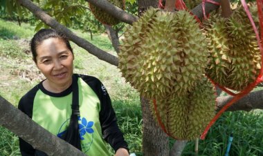 ทุเรียนหมอนทองหนองคาย พร้อมตัดขาย เปิดออเดอร์ ปลายเดือน พ.ค.2569