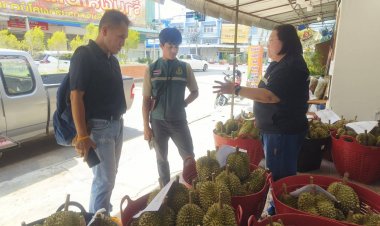 ผู้ว่าฯศรีสะเกษสั่งลุยตรวจทุเรียนภูเขาไฟเข้มข้นป้องร้านค้าเอาเปรียบผู้บริโภค