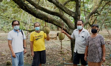 ปฐมบท!"ทุเรียนดินภูเขาไฟศรีสะเกษ"ต้นกำเนิดจากตำบลพราน อำเภอขุนหาญ สู่สินค้าพรีเมี่ยมดังไกลข้ามโลก!!!