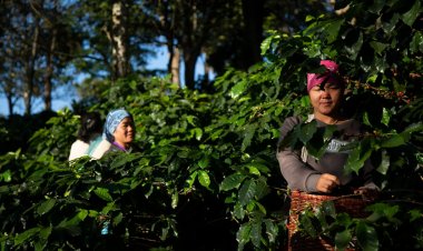 ECO-BRAND กาแฟใต้ร่มไม้ กับภารกิจคืนลมหายใจให้ผืนป่าและผู้คน