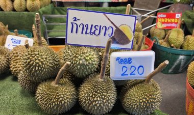 ดราม่าพ่นพิษไม่หยุด!   ชาวสวนทุเรียนปราจีนฯ ร้องผู้ว่าฯ ถูก “คนตื่นธรรม” ไลฟ์สดแฉยัดไส้