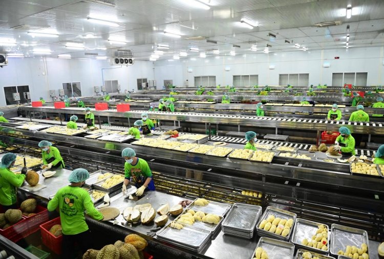 จุดเปลี่ยนสำคัญ!รถไฟด่วนห้องเย็นส่งออก“ทุเรียนไทย” สู่ตลาดจีน 3 วันคุนหมิง 5 เฉิงตู