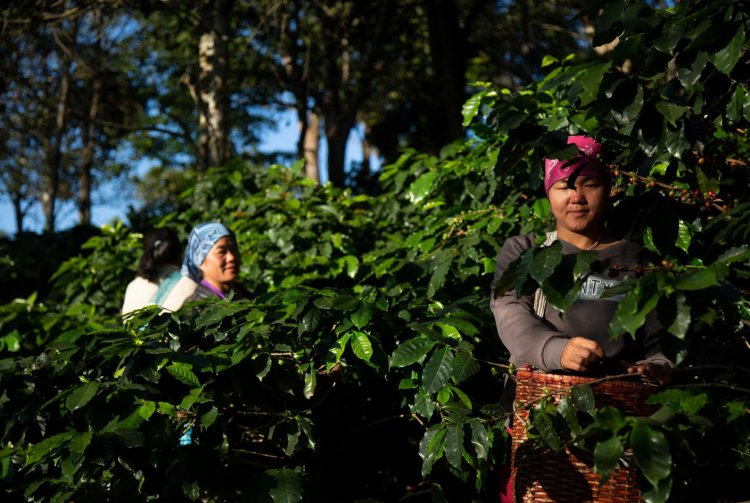 ECO-BRAND กาแฟใต้ร่มไม้ กับภารกิจคืนลมหายใจให้ผืนป่าและผู้คน