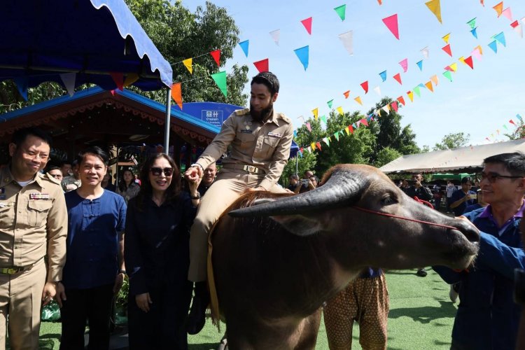 ยิ่งใหญ่“วันอนุรักษ์ควายไทย"ส่งเสริม อนุรักษ์ และพัฒนาควายอุทัยธานี