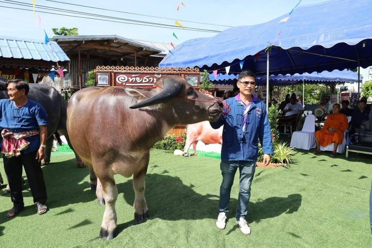 อุทัยธานี จัดใหญ่ “วันอนุรักษ์ควายไทย 2569” สืบสานวัฒนธรรม-โชว์ควายงาม 22 ตัว