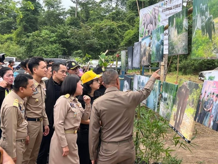 ต้นแบบอยู่ร่วมกันอย่างยั่งยืน "ช่วยช้างกลับป่า"ฟื้นฟูแหล่งอาหารลดการเคลื่อนย้ายนอกพื้นที่