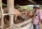 คุณตาเมืองตรังขยายพันธุ์"ควายเผือก"สู่เชิงพาณิชย์ สร้างรายได้