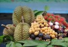 งานใหญ่ไฉไลขจรขจายไปทุกปีมหกรรมเทศกาล " ทุเรียนดินภูเขาไฟศรีสะเกษ"ส่งเสริมท่องเที่ยว-กระตุ้นศก.