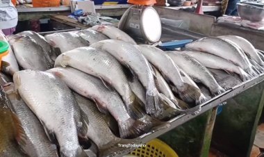 ปลากะพงมาเลเซียยังทะลักเกลื่อนตลาดตรัง! แม้ไทยสั่งระงับนำเข้า