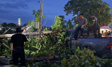 ระทึก!พายุฝนซัดต้นไม้ใหญ่ล้มทับปิคอัพพังยับหน้า รพ.อภัยภูเบศร  โชคดีไร้เจ็บ-ตาย