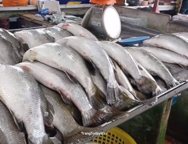 ปลากะพงมาเลเซียยังทะลักเกลื่อนตลาดตรัง! แม้ไทยสั่งระงับนำเข้า