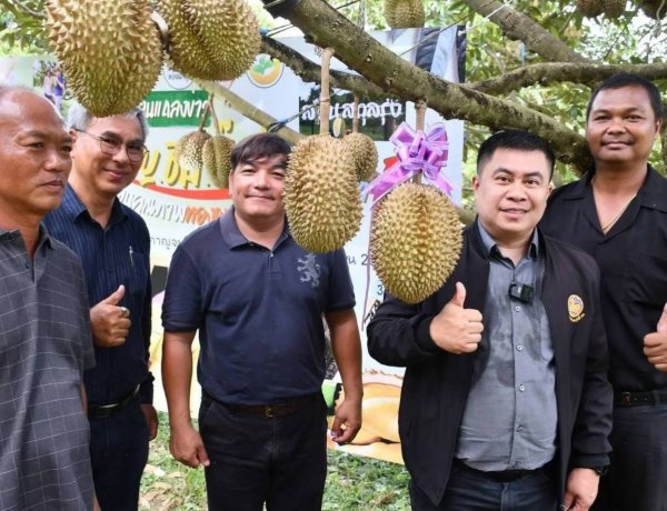 ทุเรียนทองผาภูมิของดี GI เมืองกาญจน์เปิดเวทีประมูลสุดเดือดคาดราคาทะลุ 5 หมื่นบาท