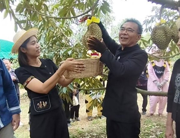 เริ่มแล้ว! ฤดูกาลทุเรียนอุทัยธานี 2569 ผลไม้คุณภาพดีจากแหล่งผลิตของจังหวัดอุทัยธานี