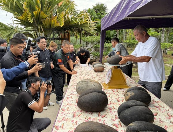 เปิดภาพหาชมยาก!สวนนงนุชผ่า “มะพร้าวทะเล” เมล็ดใหญ่ที่สุดในโลก 12 ลูก มูลค่ากว่า 1.2 ล้านบาท