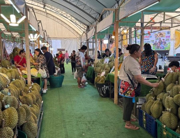 เชิญชวนเที่ยวชม งานเทศกาลทุเรียนดินภูเขาไฟ หน้าศาลากลางศรีสะเกษ