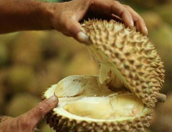 เกษตรกรมาเลเซียน้ำตาร่วง!ทุเรียนล้นตลาดฉุดราคาหน้าสวนเหลือกก.ละ 8 บาท