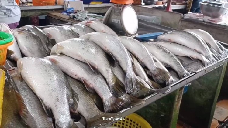 ปลากะพงมาเลเซียยังทะลักเกลื่อนตลาดตรัง! แม้ไทยสั่งระงับนำเข้า