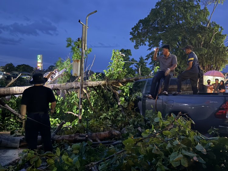 ระทึก!พายุฝนซัดต้นไม้ใหญ่ล้มทับปิคอัพพังยับหน้า รพ.อภัยภูเบศร  โชคดีไร้เจ็บ-ตาย