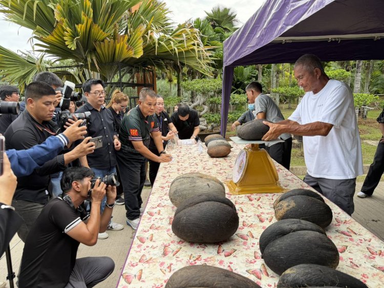เปิดภาพหาชมยาก!สวนนงนุชผ่า “มะพร้าวทะเล” เมล็ดใหญ่ที่สุดในโลก 12 ลูก มูลค่ากว่า 1.2 ล้านบาท