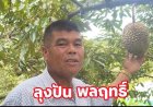 ทุเรียนสุโขทัยสวน "ลุงปัน"โกอินเตอร์ ส่งออกจีนวันละ 10 ตัน การันตีรางวัลแน่น-GAP พร้อม