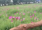 ท่องเที่ยวชัยภูมิคึกคัก!นทท.แห่สัมผัสล้นทุ่งกระเจียวบานสะพรั่งอุทยานฯป่าหินงาม